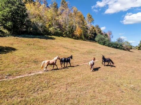 13581 Campbellsville Road Lynnville TN 38472