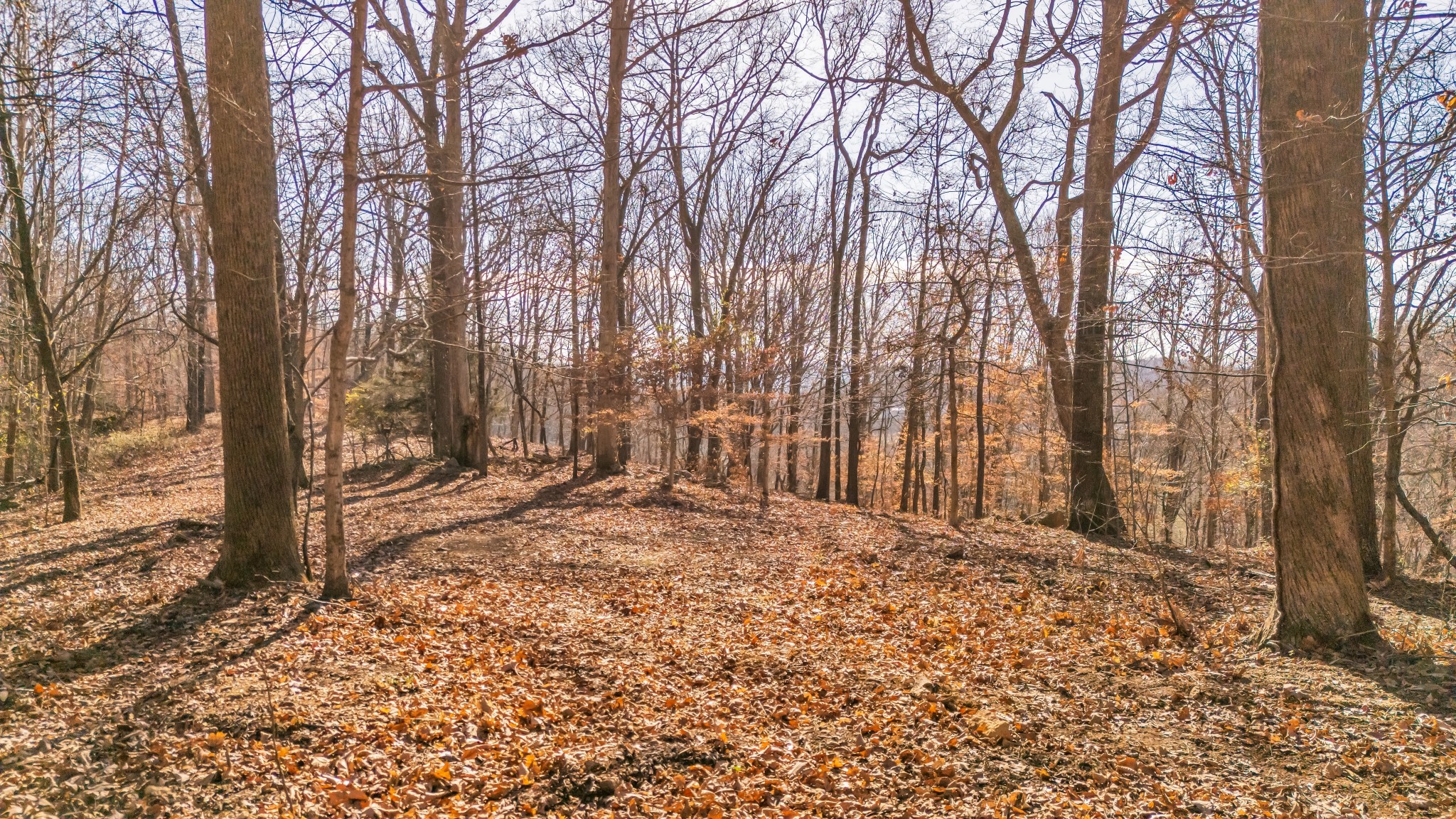 218 Forest Ridge Court Franklin TN 37069
