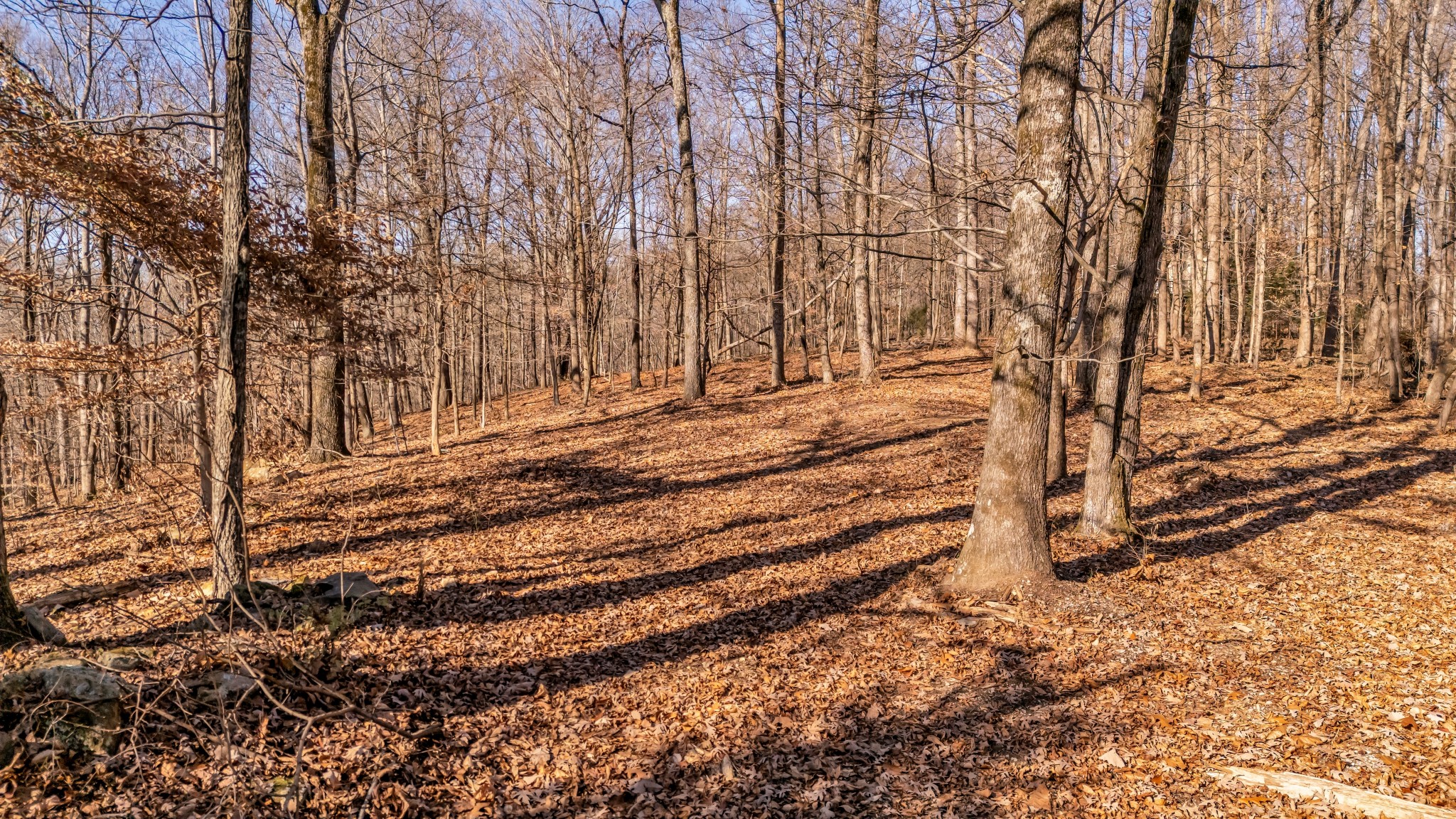 218 Forest Ridge Court Franklin TN 37069
