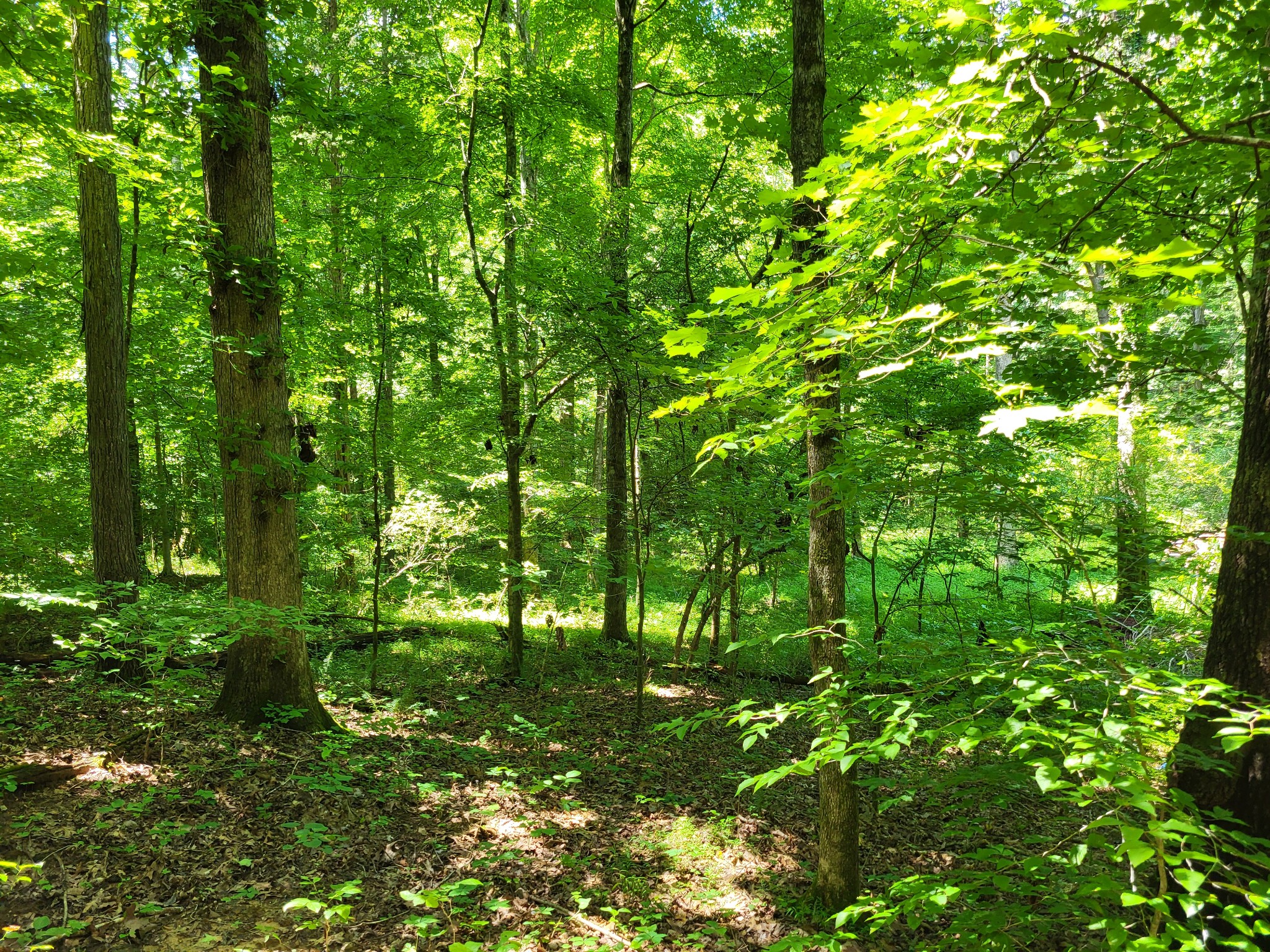 0 Mcdonald Loop Dickson TN 37055