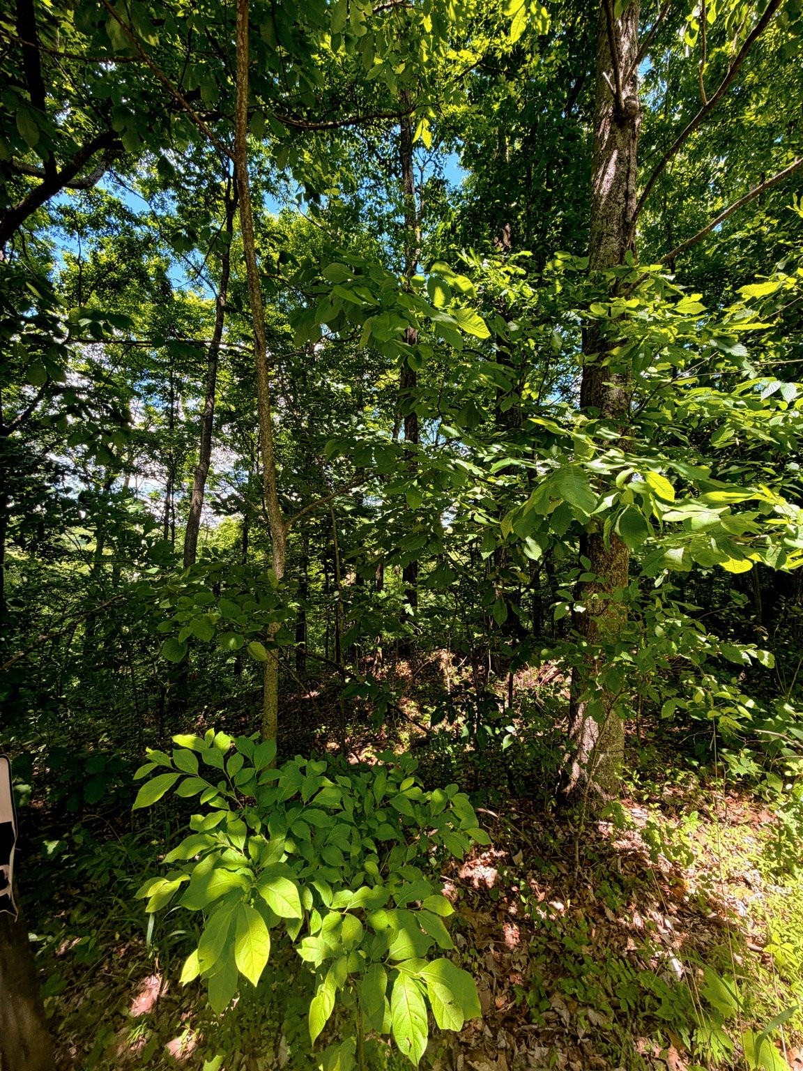 33 Swiper Drive Smithville TN 37166