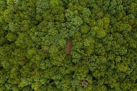 916 N Rim Drive Coalmont TN 37313