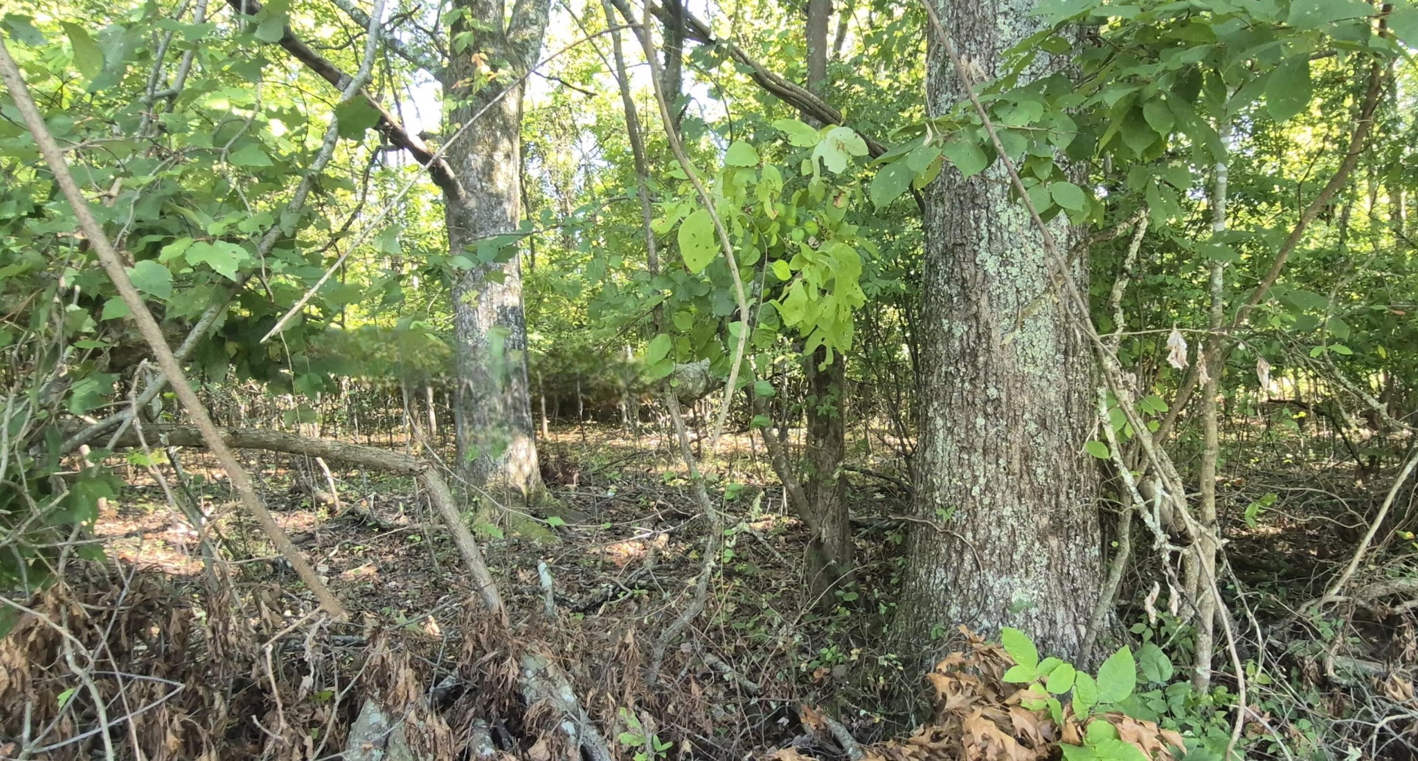 0 Spring Street Monteagle TN 37356