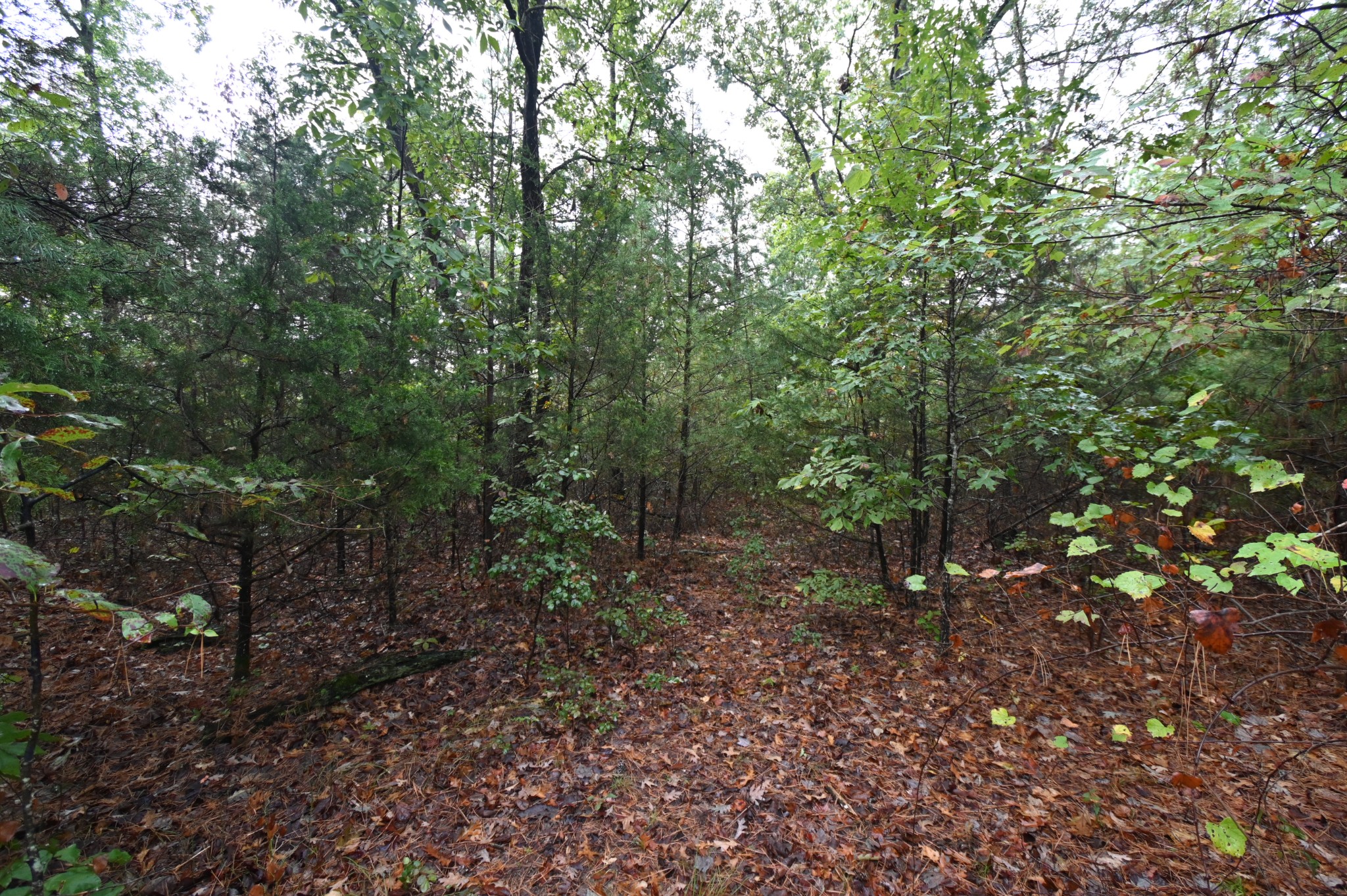 62 Hardison Lane Linden TN 37096