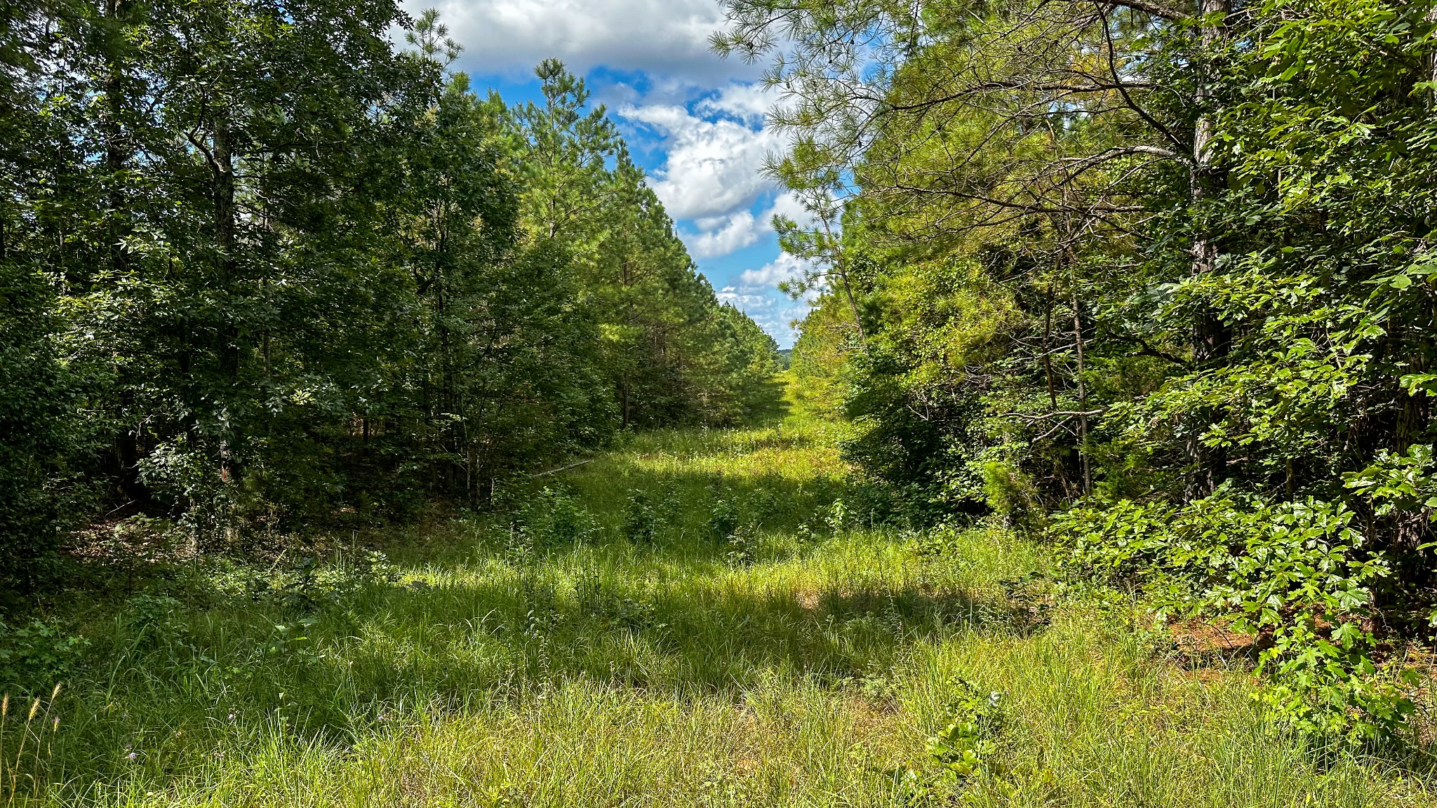 Selmer TN, Hines Gin Road
