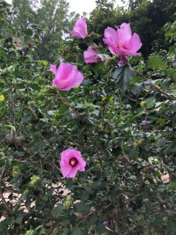 116 Elkins Street Estill Springs TN 37330