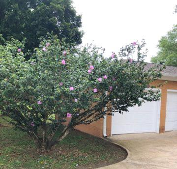 116 Elkins Street Estill Springs TN 37330