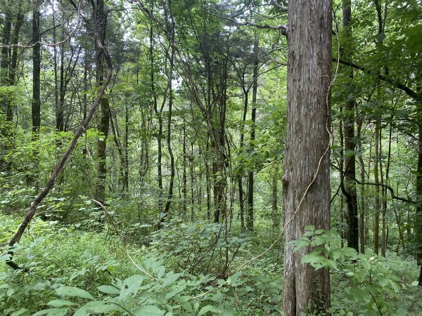 0 N Of Eagle Ridge Lane Granville TN 38564