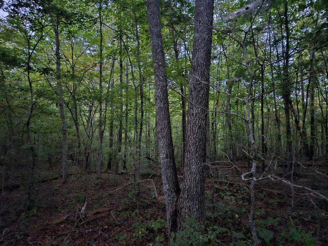 0 Sandy Road Wilder TN 38589