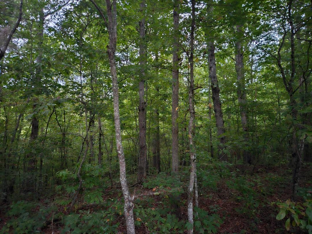 0 Sandy Road Wilder TN 38589