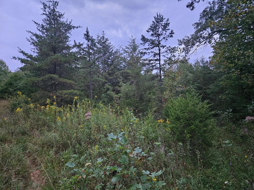 0 Sandy Road Wilder TN 38589
