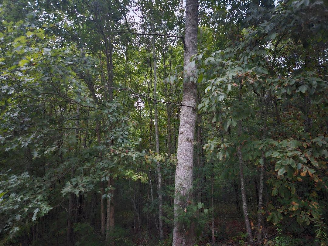 0 Sandy Road Wilder TN 38589