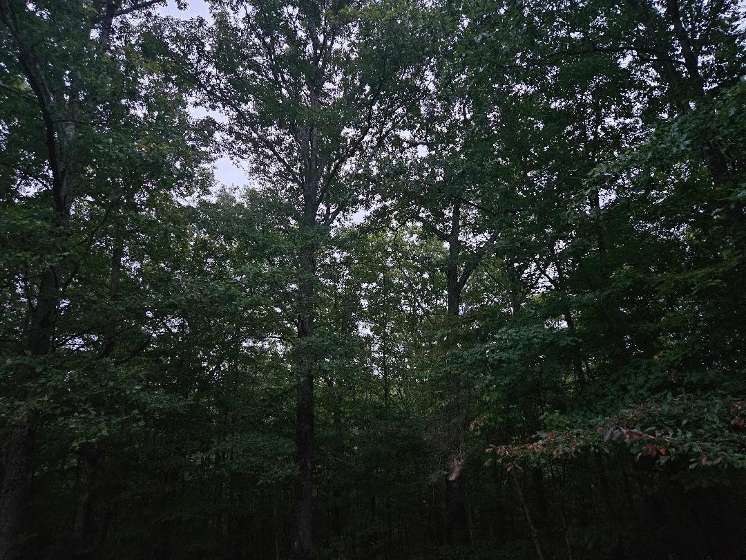 0 Sandy Road Wilder TN 38589