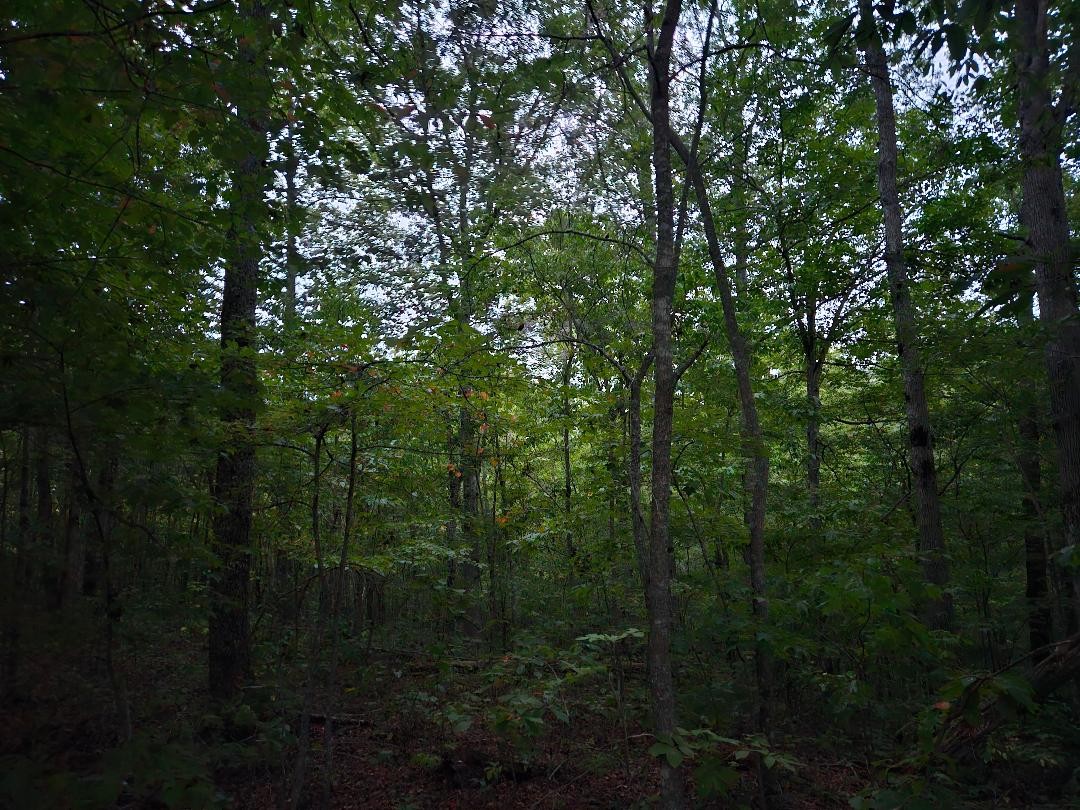 0 Sandy Road Wilder TN 38589