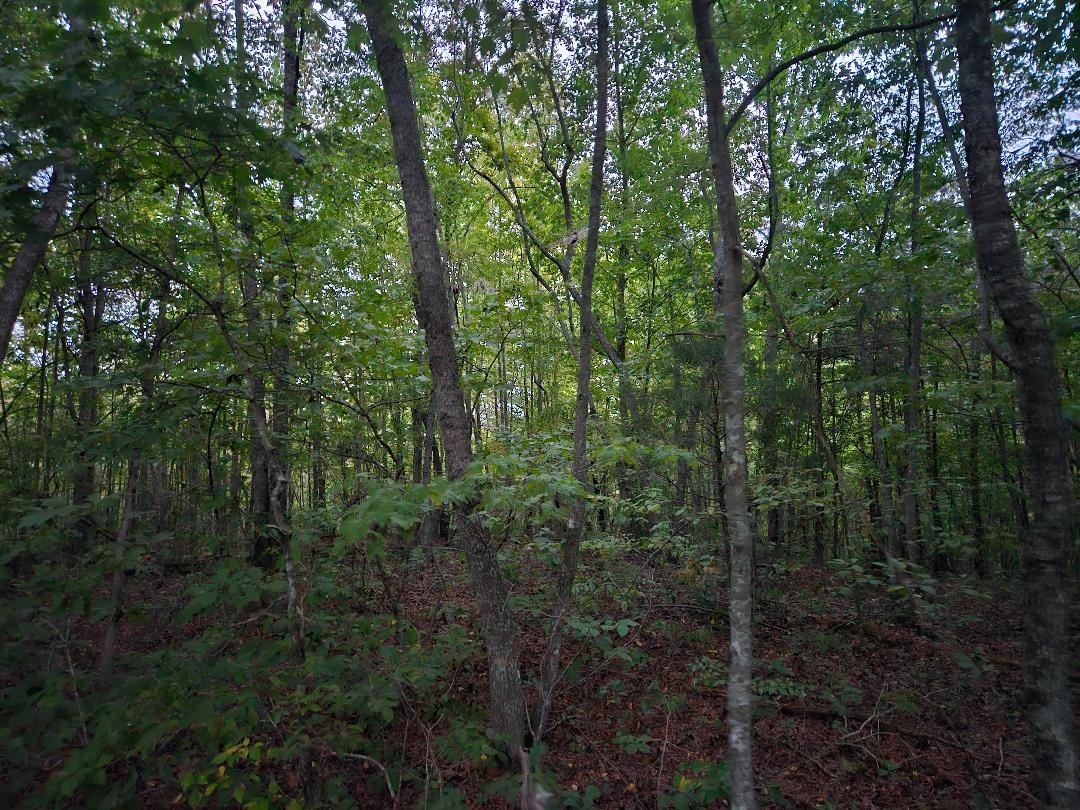 0 Sandy Road Wilder TN 38589