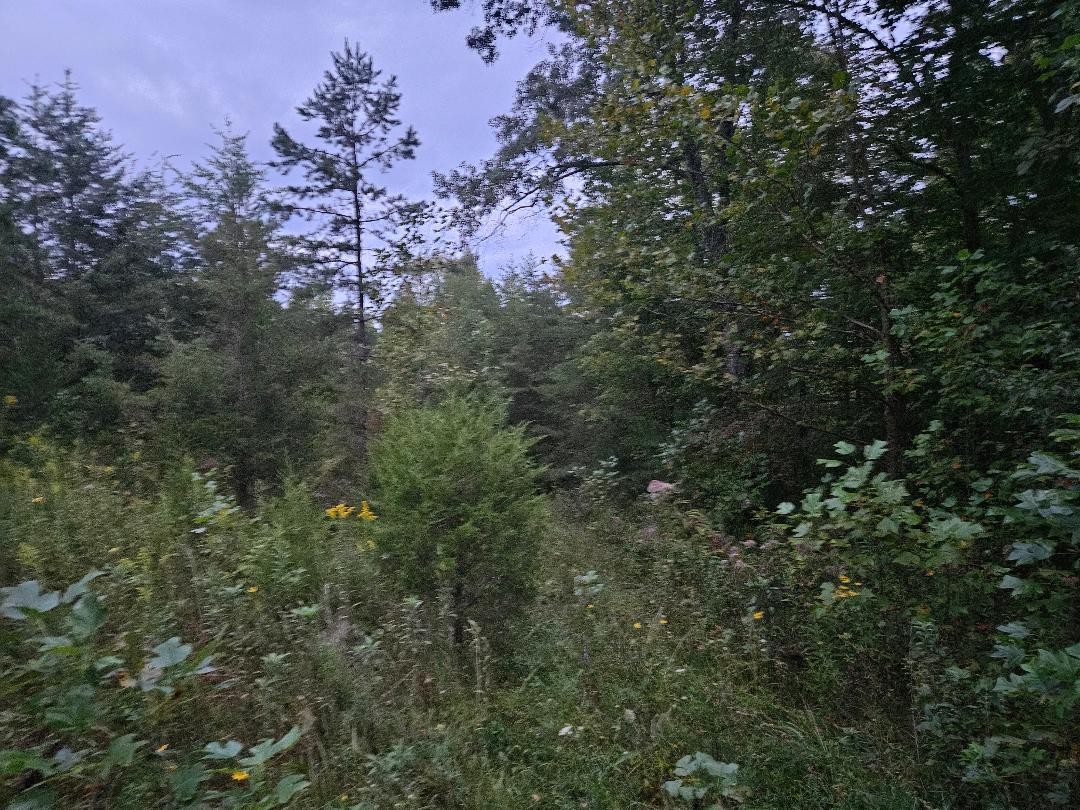0 Sandy Road Wilder TN 38589