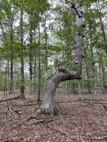 205 Blackberry Farm Road, W Monteagle TN 37356