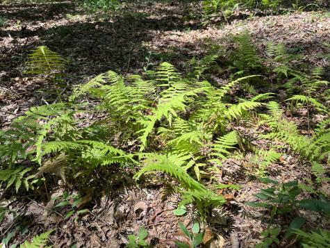 205 Blackberry Farm Road, W Monteagle TN 37356