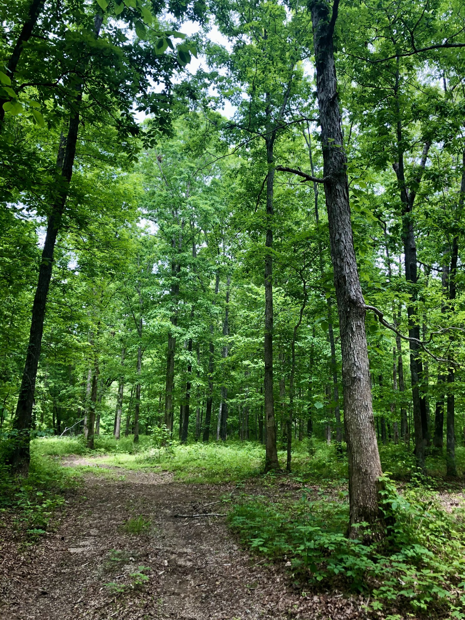 6000 Garrison Springs Road Franklin TN 37064