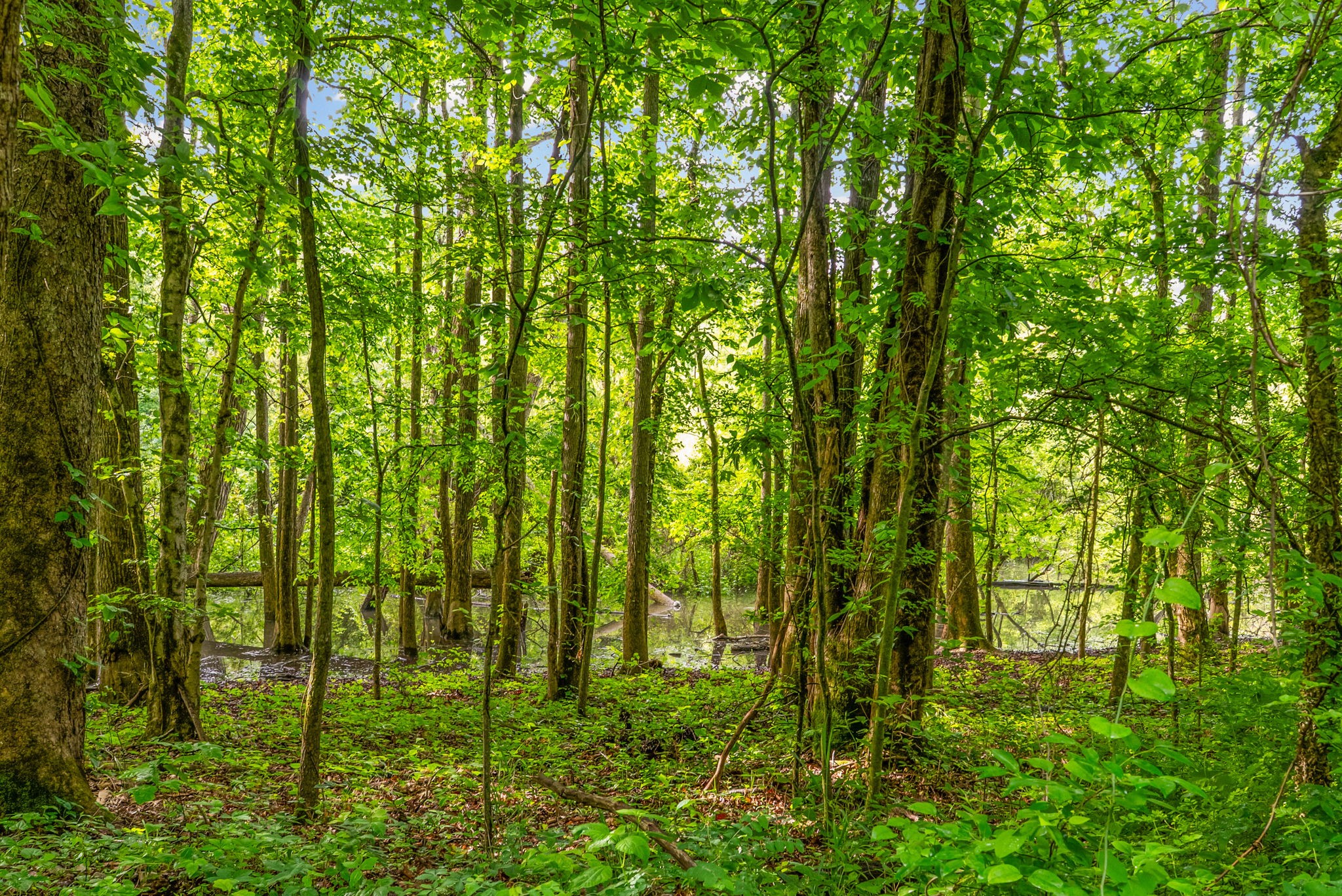 164 Lewis Circle Dover TN 37058