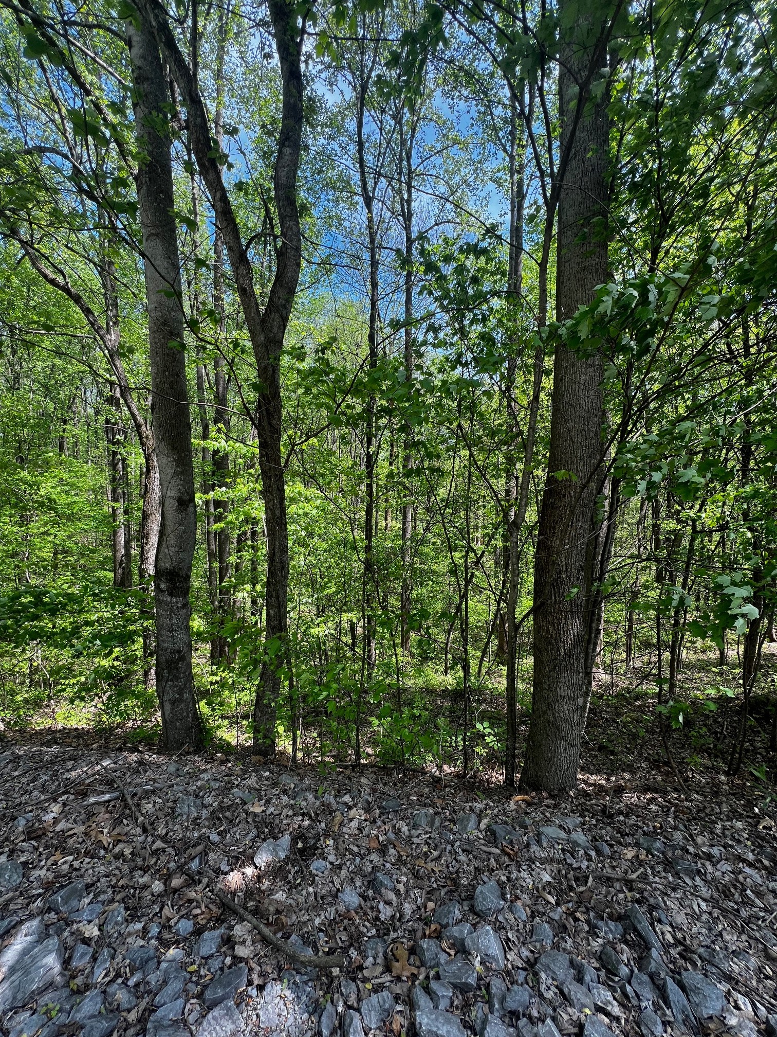0 Lola Drive Smithville TN 37166