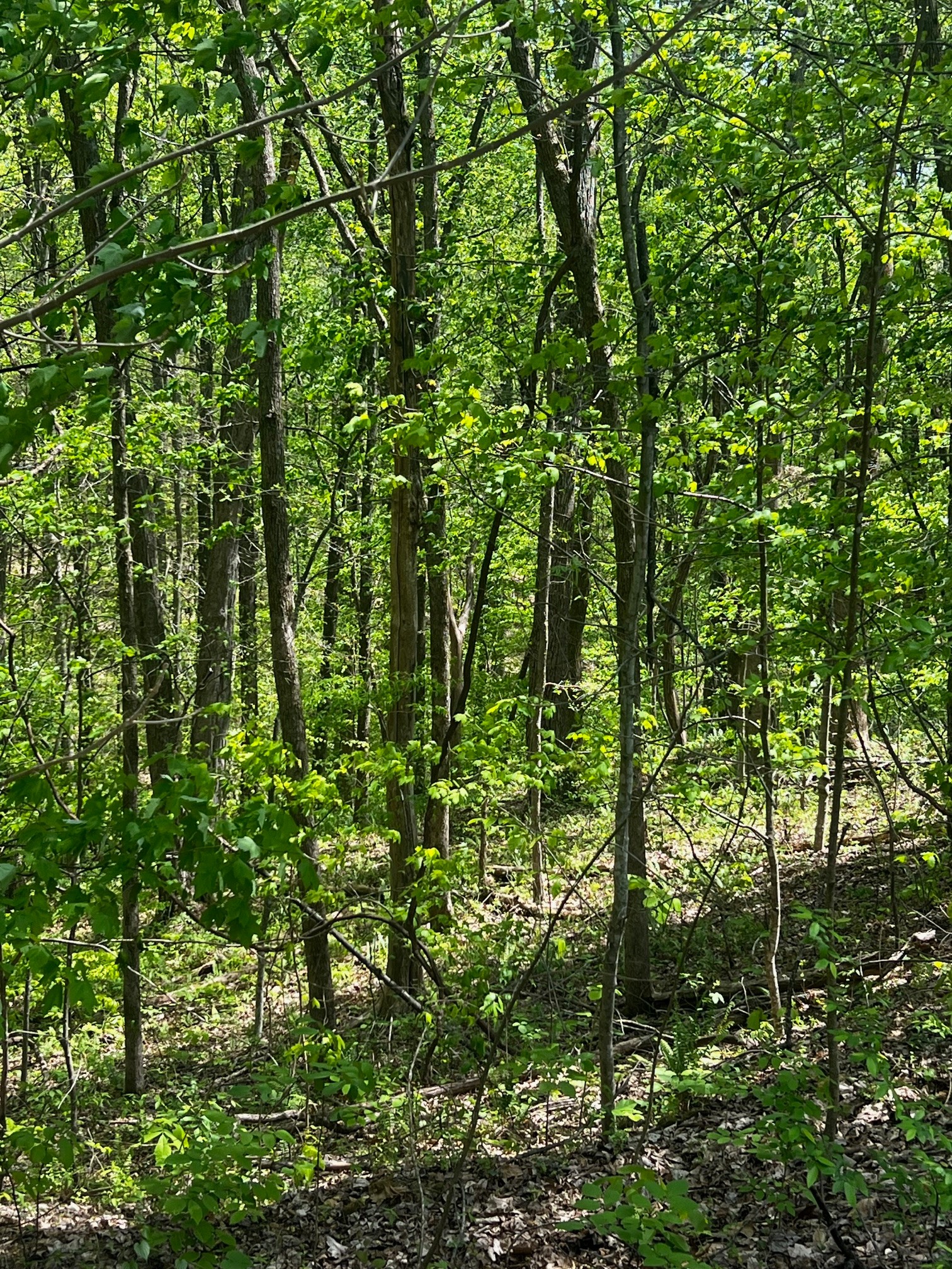 0 Lola Drive Smithville TN 37166