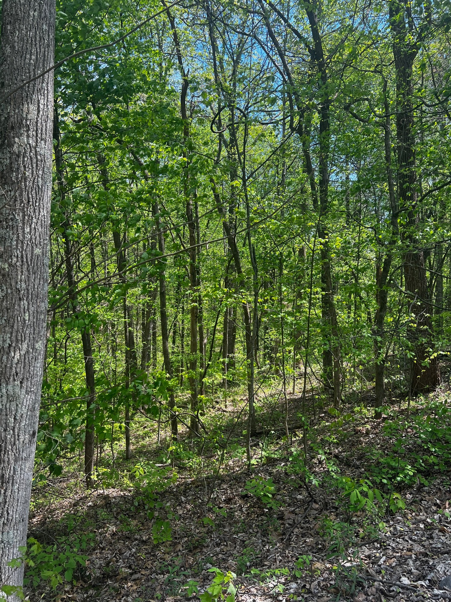 0 Lola Drive Smithville TN 37166