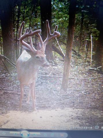 0 Rochelle Lane Hurricane Mills TN 37078
