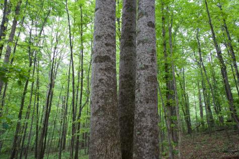 40a Barker Cove Loop Palmer TN 37365