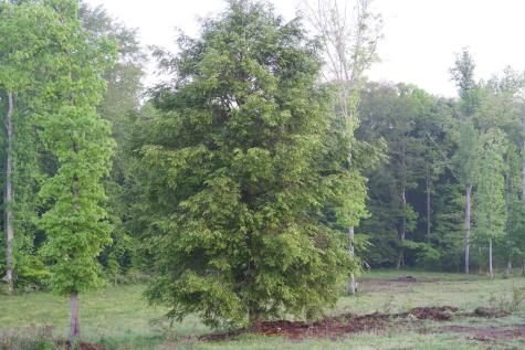 40a Barker Cove Loop Palmer TN 37365