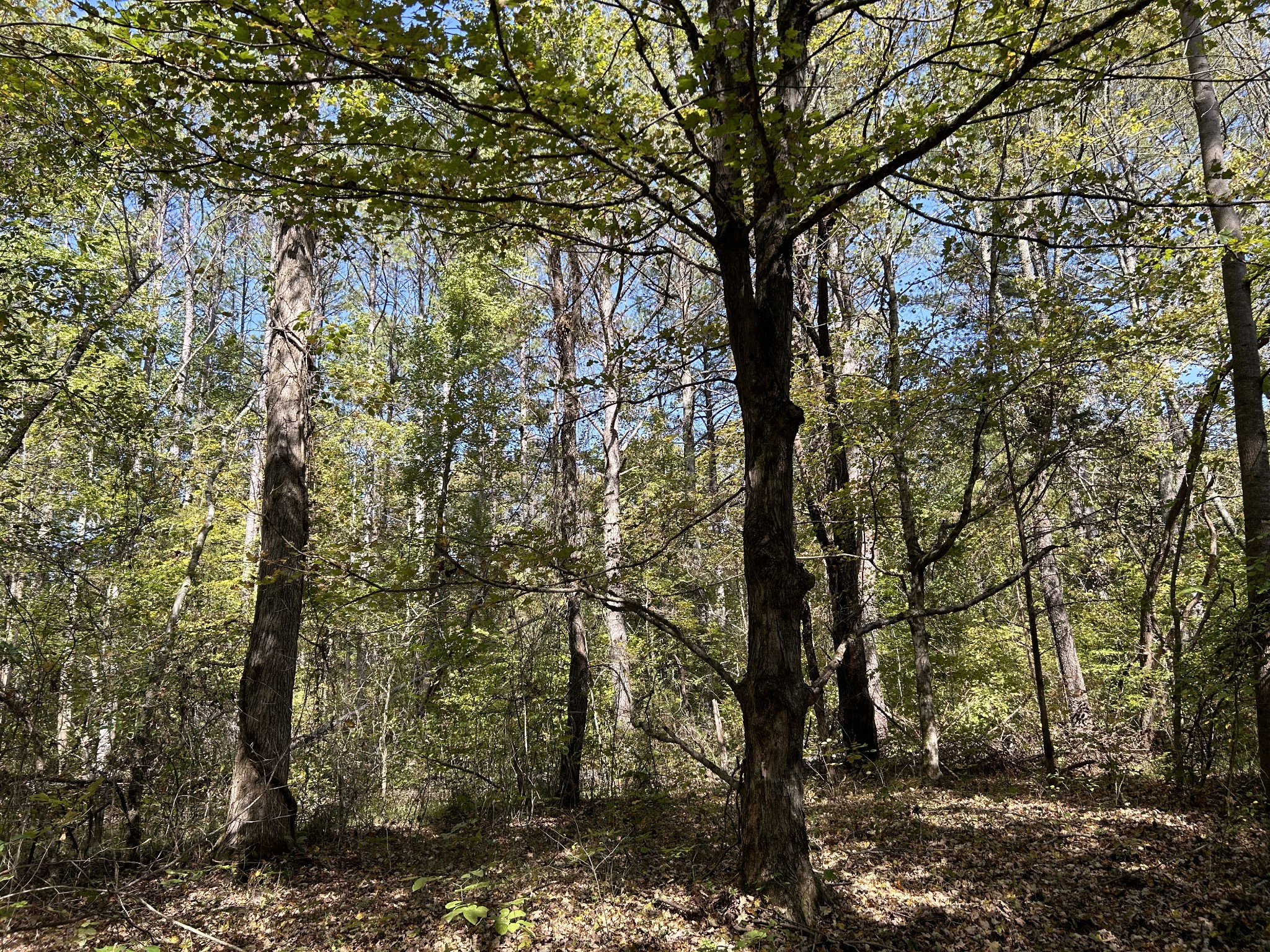 0 Camp Road Hohenwald TN 38462