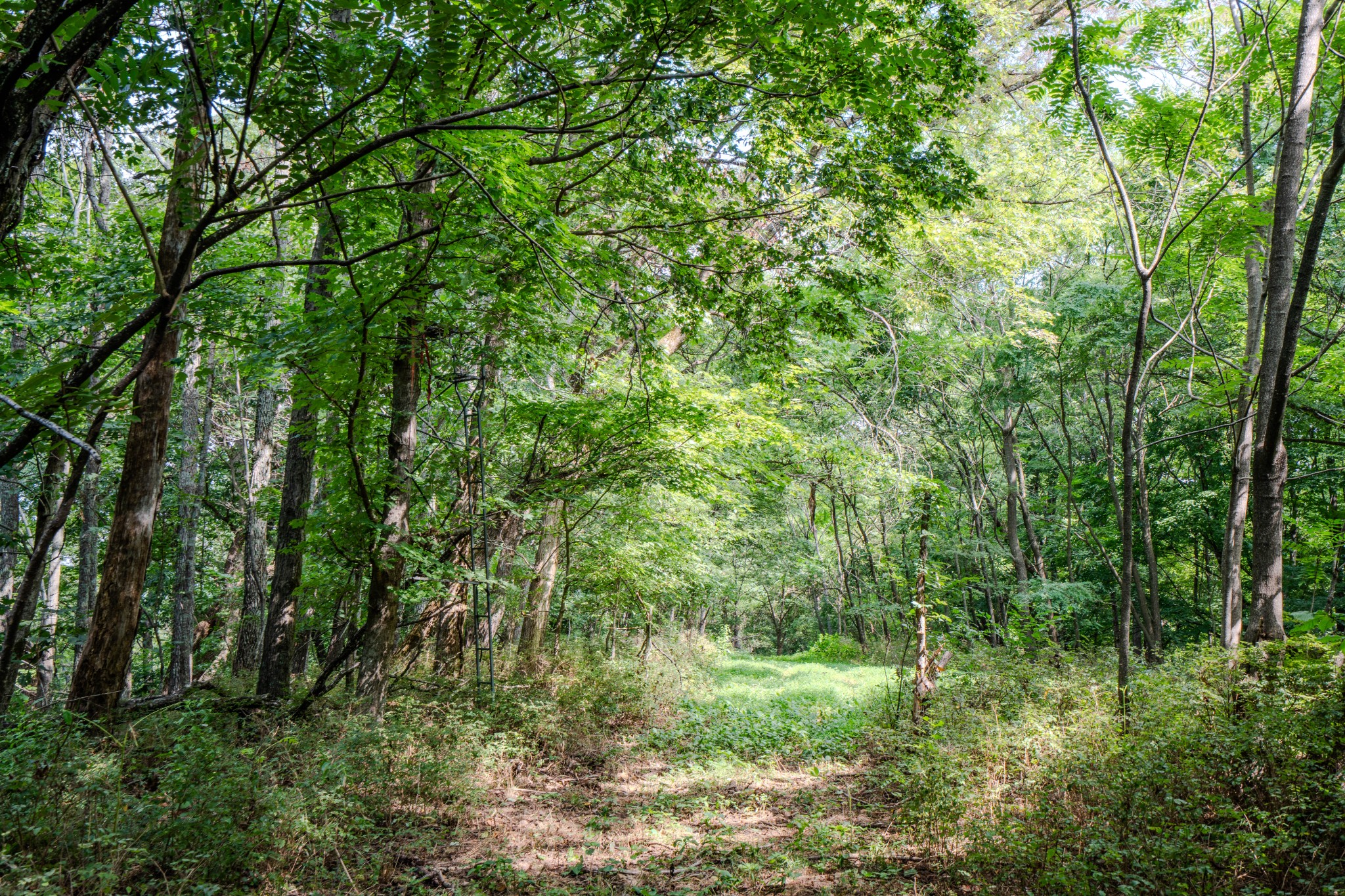 3264 Martin Hollow Road Culleoka TN 38451