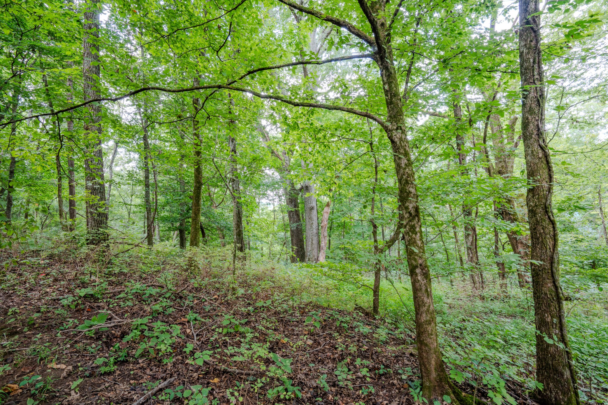 3264 Martin Hollow Road Culleoka TN 38451