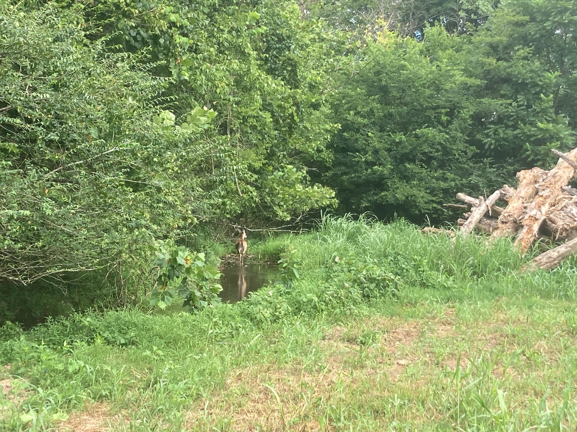 3264 Martin Hollow Road Culleoka TN 38451