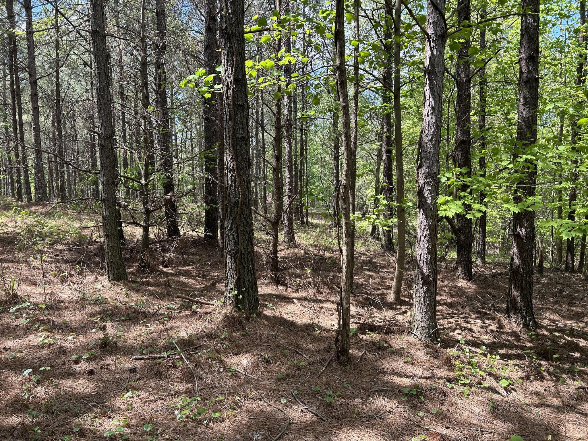 250 Bear Trace Drive Jasper TN 37347