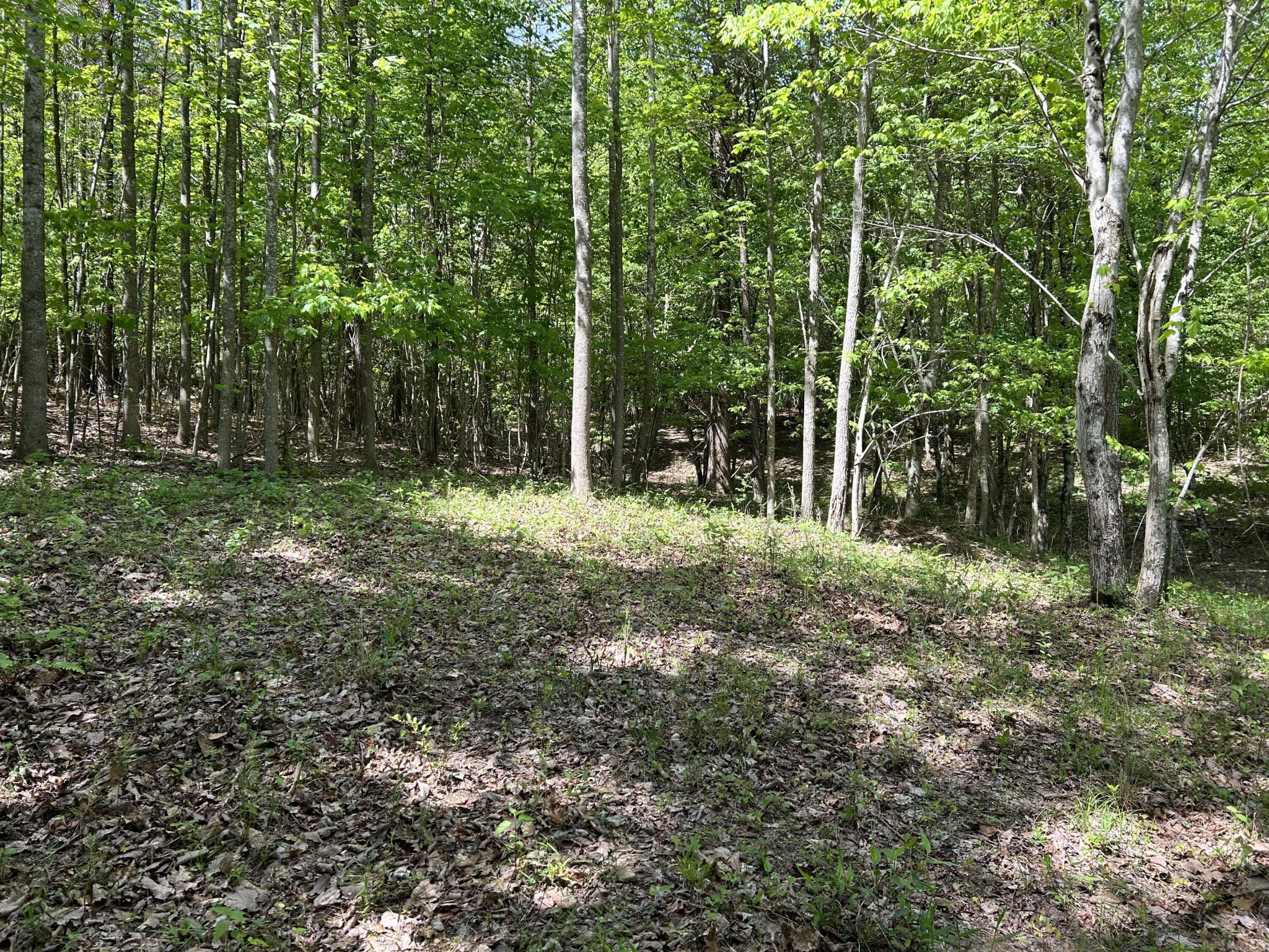 250 Bear Trace Drive Jasper TN 37347
