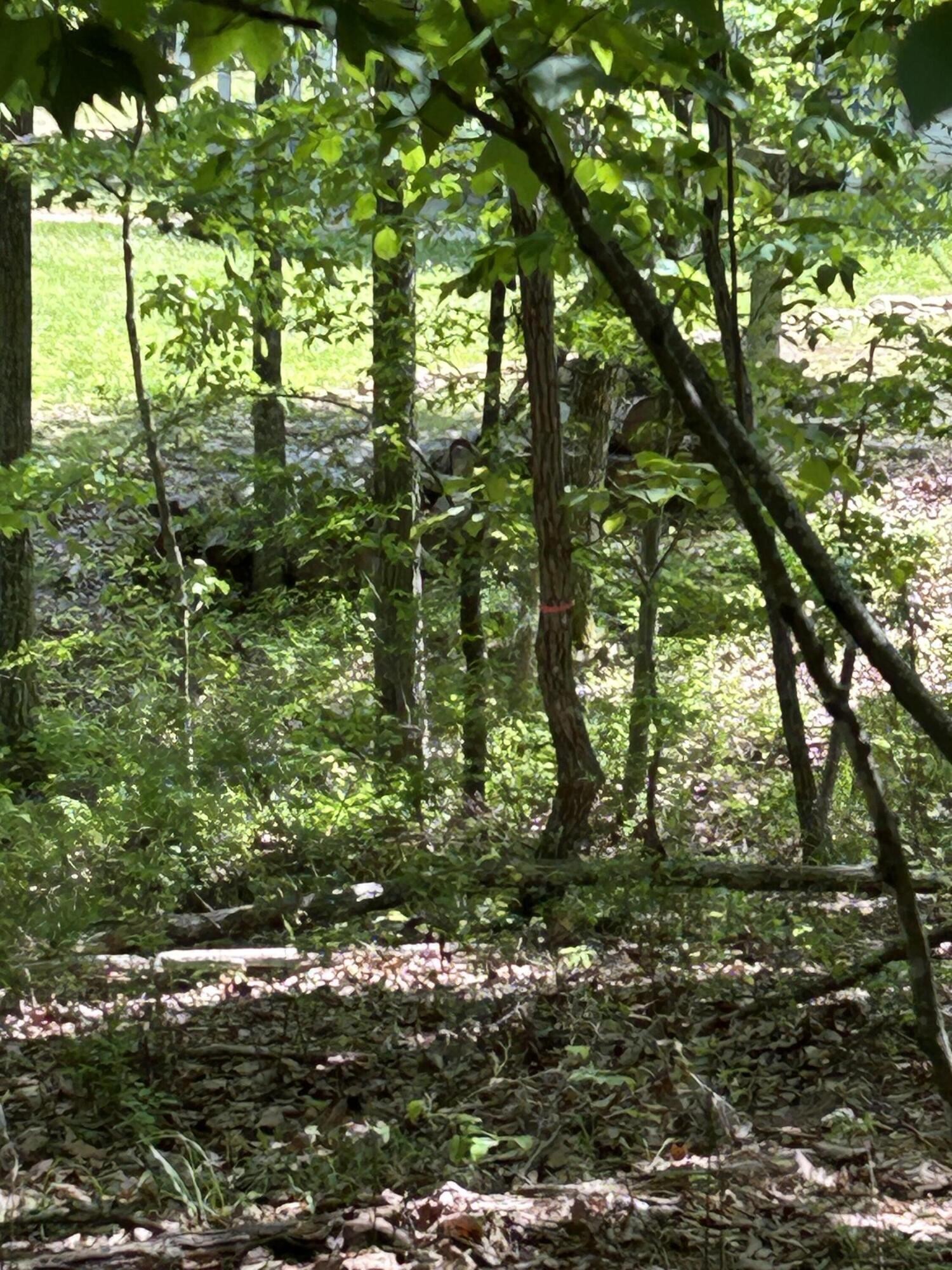 250 Bear Trace Drive Jasper TN 37347