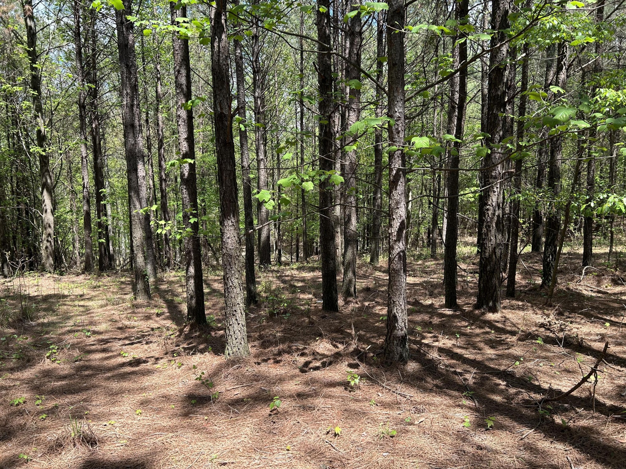 250 Bear Trace Drive Jasper TN 37347