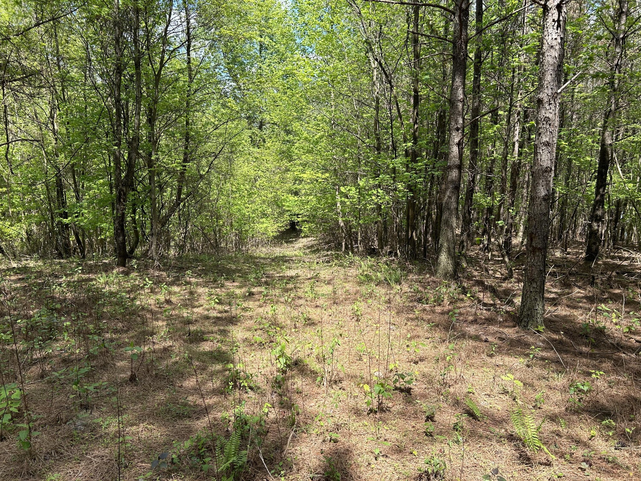 250 Bear Trace Drive Jasper TN 37347