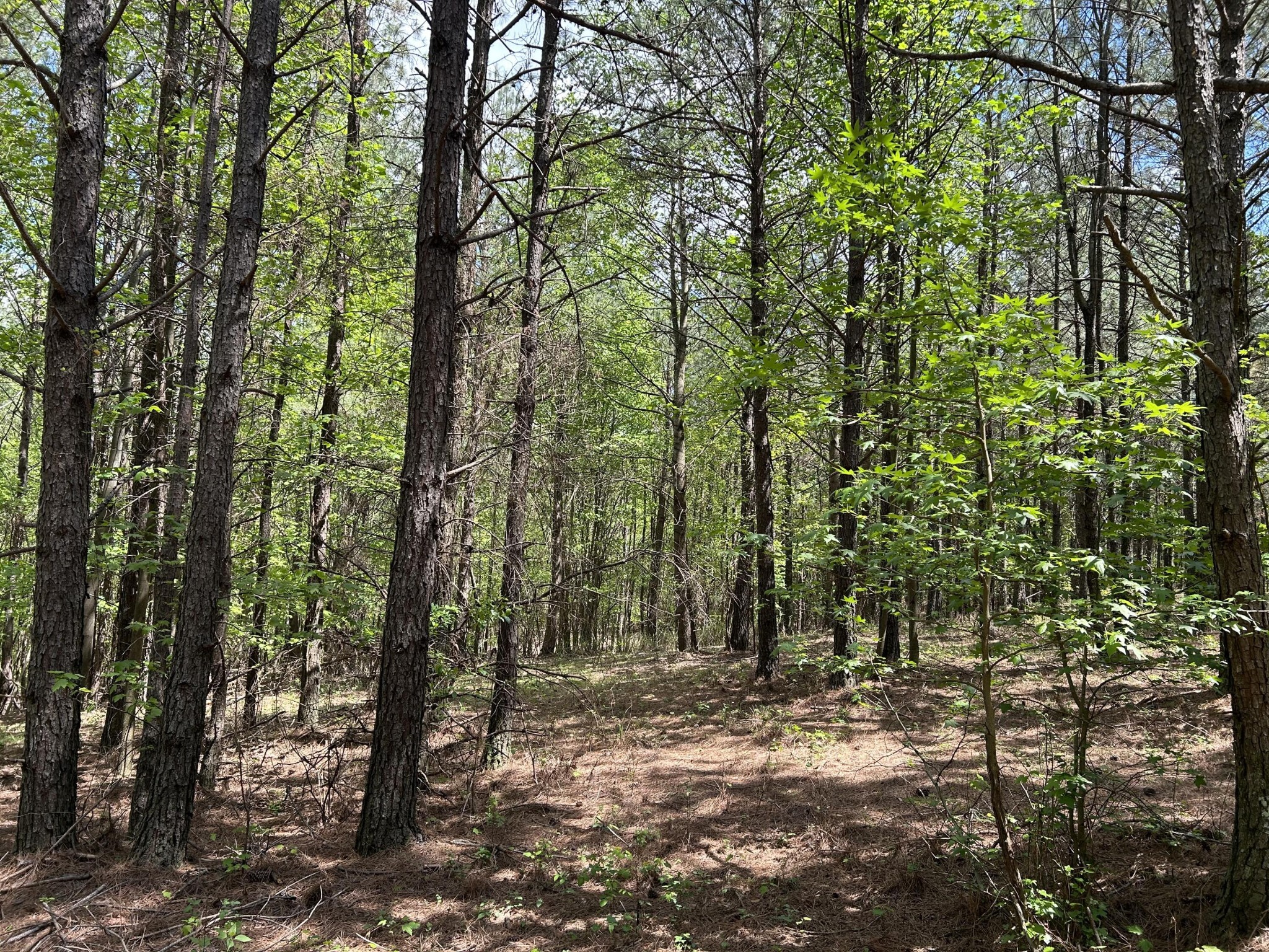 250 Bear Trace Drive Jasper TN 37347