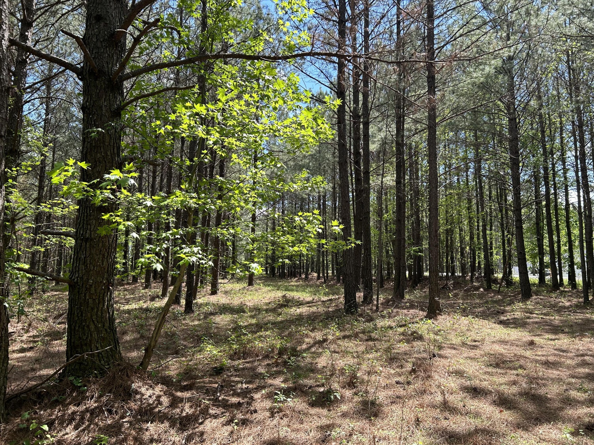 250 Bear Trace Drive Jasper TN 37347