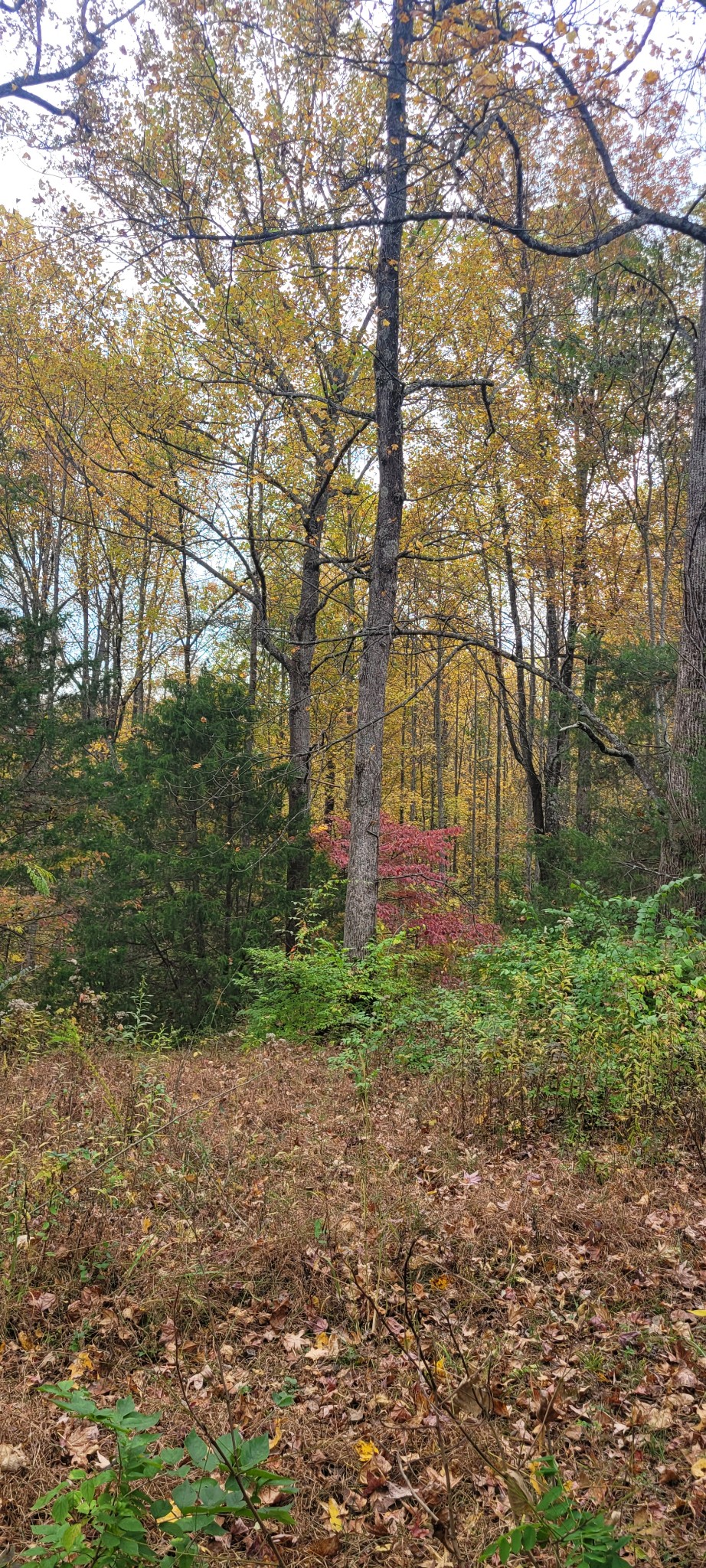 1 Sugar Ridge Road Spring Hill TN 37174