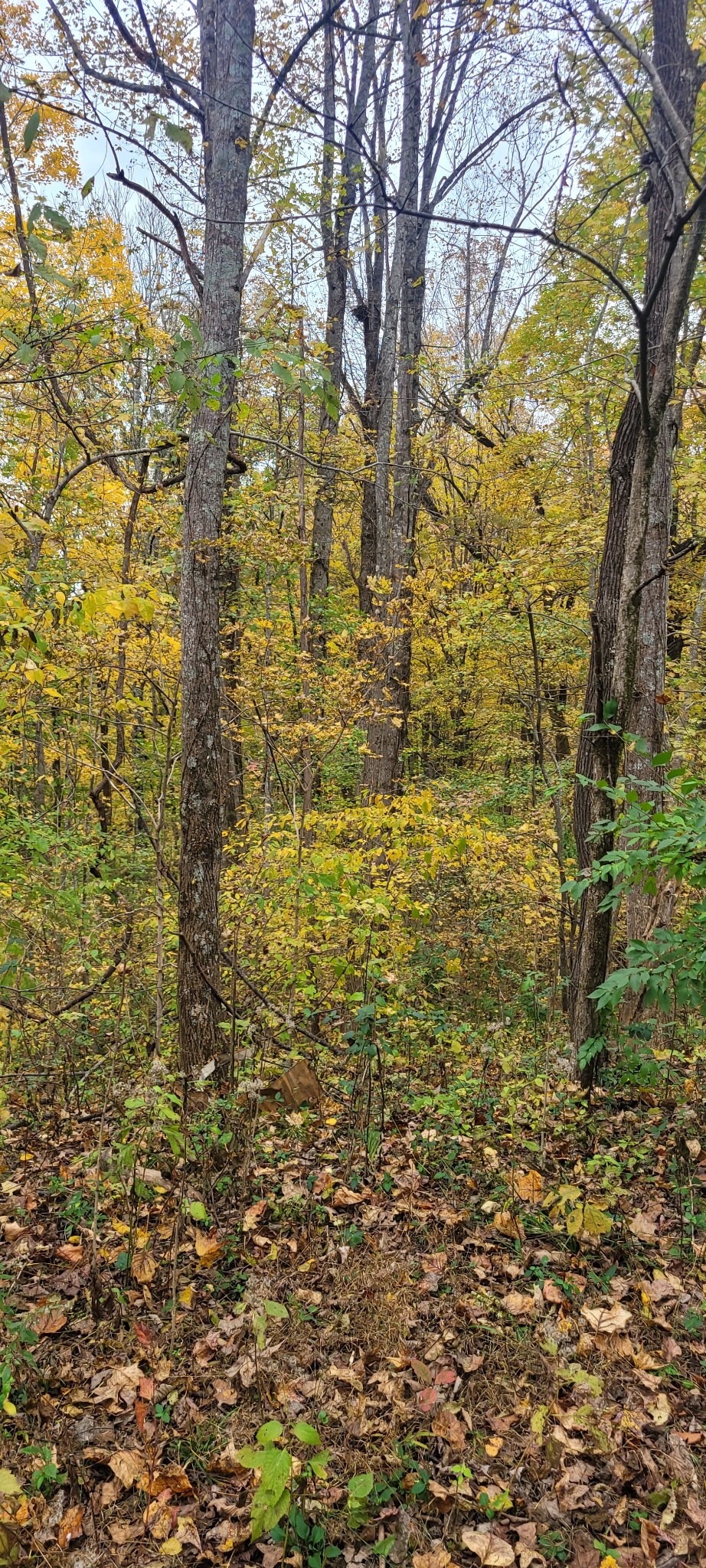 1 Sugar Ridge Road Spring Hill TN 37174