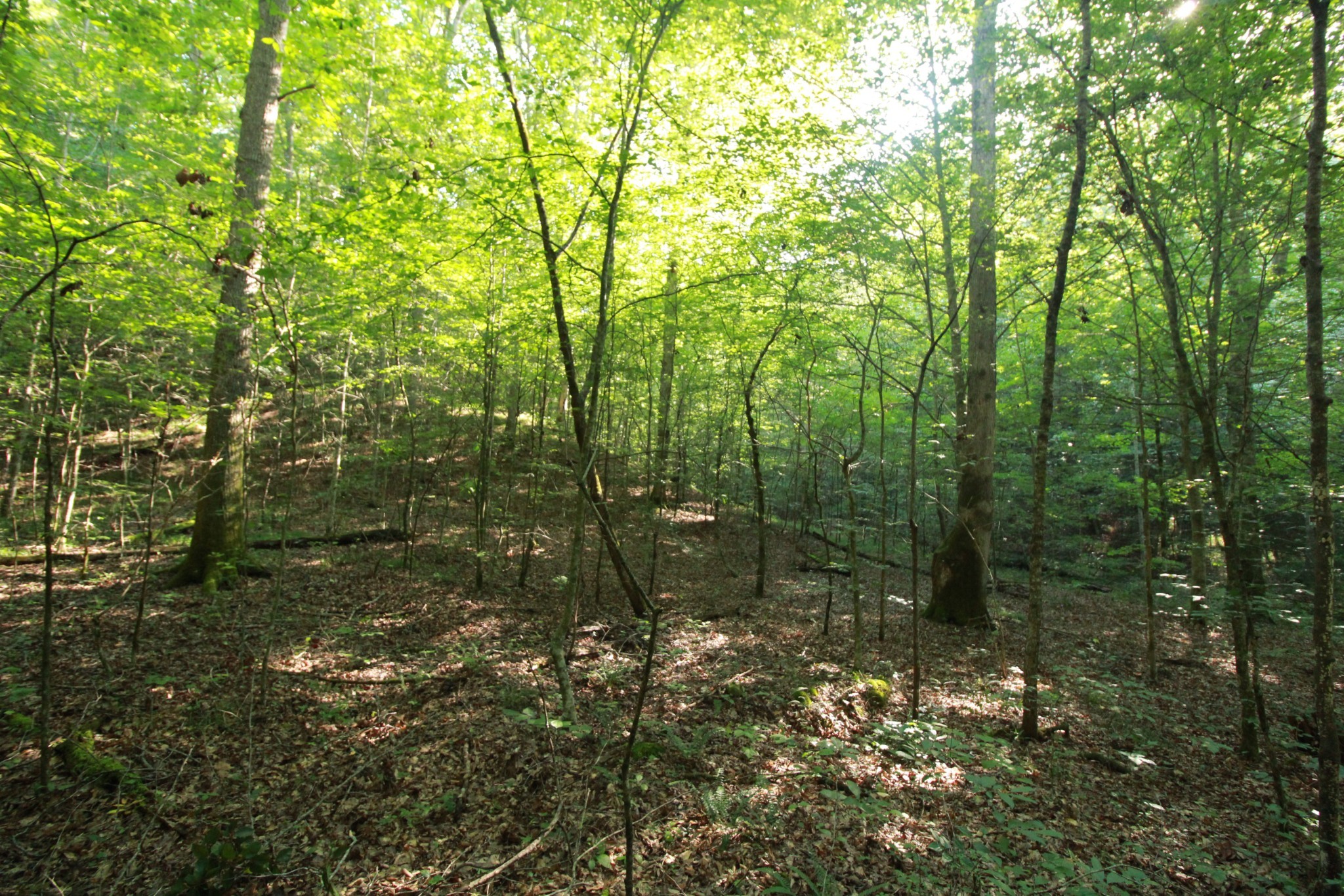 1 Bandy Road Ashland City TN 37015