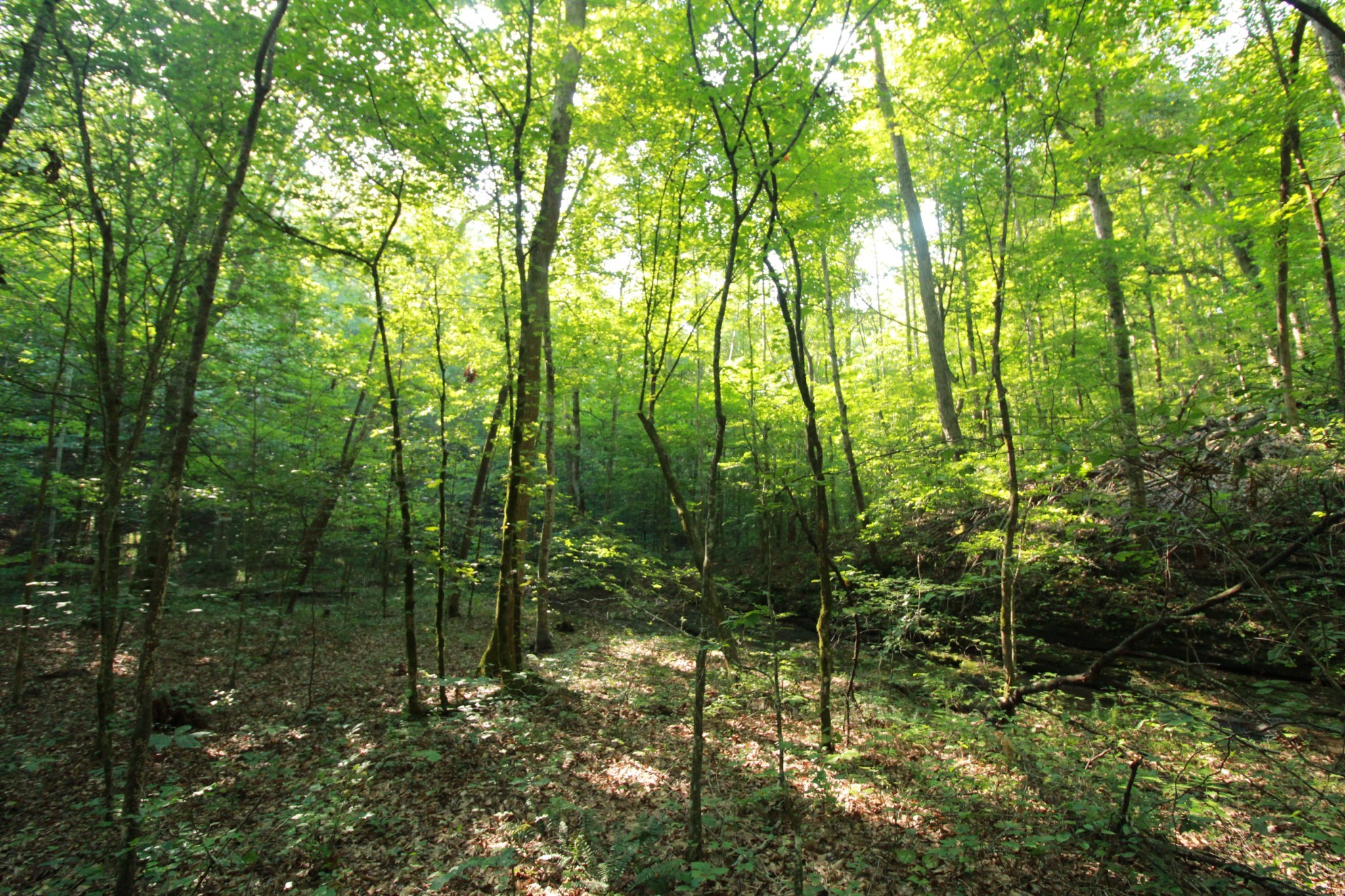 1 Bandy Road Ashland City TN 37015