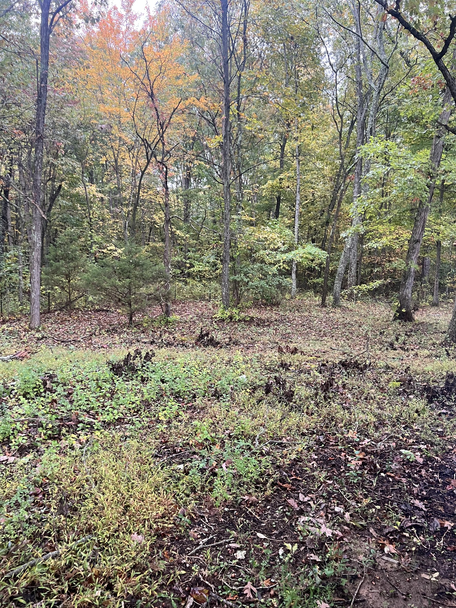 10409 Harrison Ferry Road Mc Minnville TN 37110