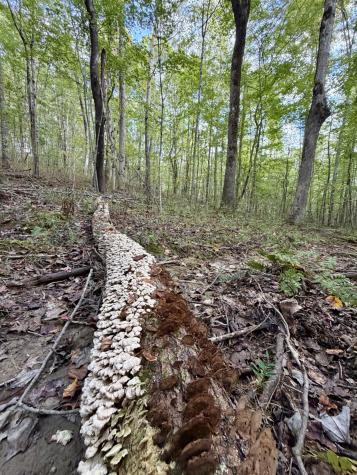 1 Three Forks Road South Pittsburg TN 37380