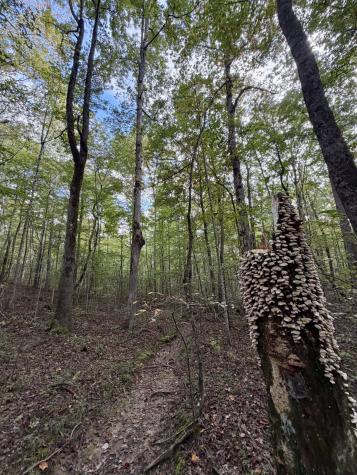 1 Three Forks Road South Pittsburg TN 37380