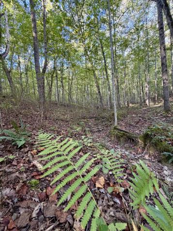 1 Three Forks Road South Pittsburg TN 37380