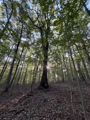 1 Three Forks Road South Pittsburg TN 37380